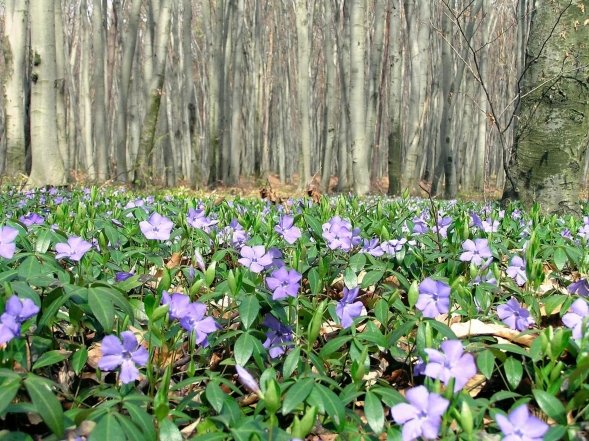 Які рослини глушать город — список агресивних квітів та кущів
