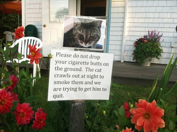 Як живуть сусіди, кумедні фото