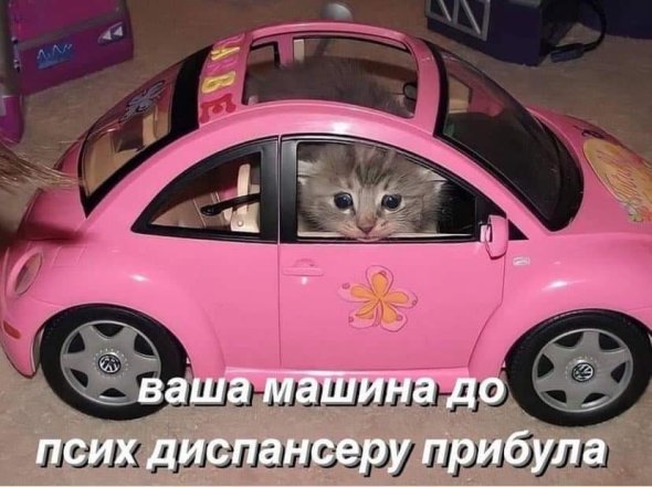 Когда твой кот – главный мем в доме