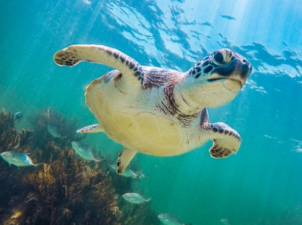 Фото черепахи под водой