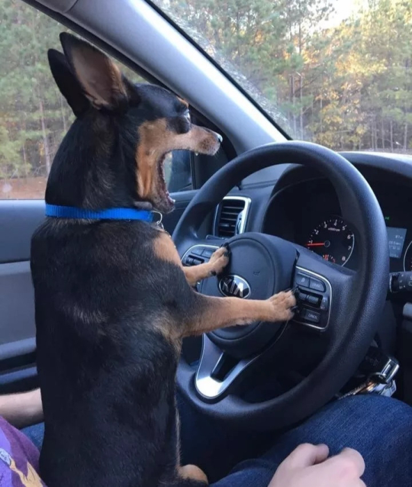 На фото собака за рулем