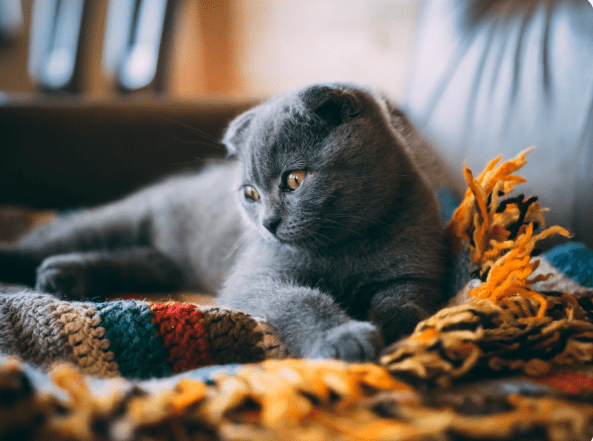 Милые и смешные фото кошек