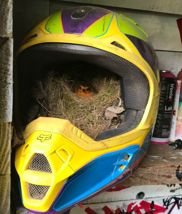 Гнездо в мотоциклетном шлеме
