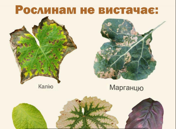 На фото зміни листя рослин