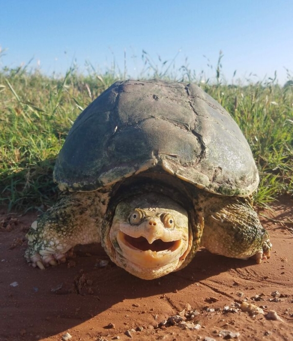 Черепаха посміхається на камеру фото
