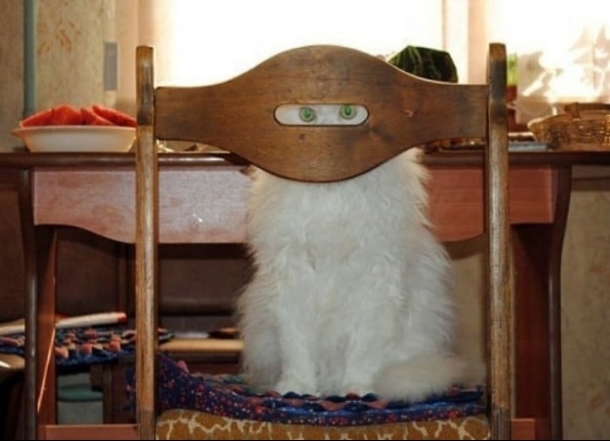 Фото котів, які шпигують за господарями