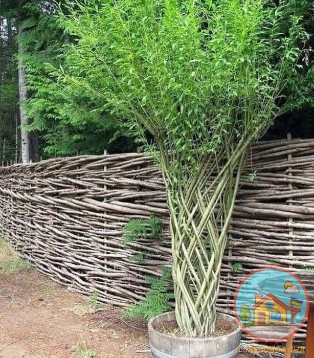 Что сделать из веток ивы во дворе