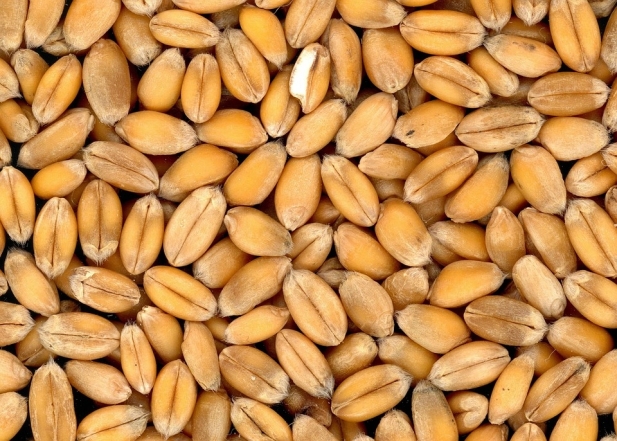 рецепт кутьи с пшеницы