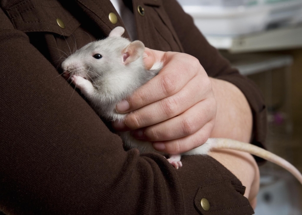 Женщина держит в руках декоративную крысу, фото