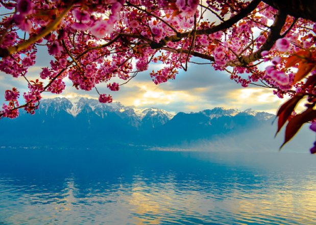 Где в мире увидеть самое красивое цветение