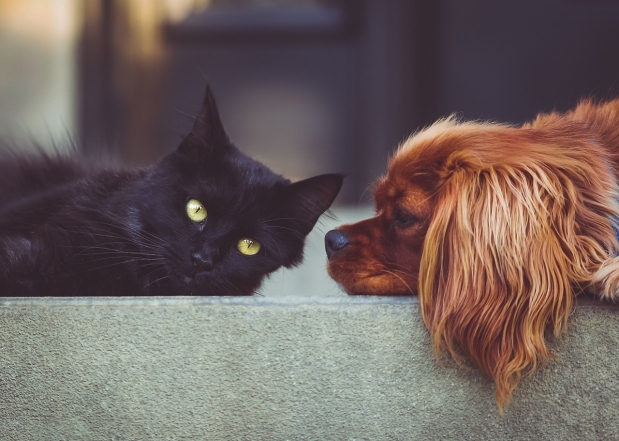 Международный день черного кота: фото самых красивых пушистиков такой масти - фото №11