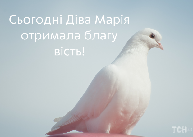 Белый голубь, фото