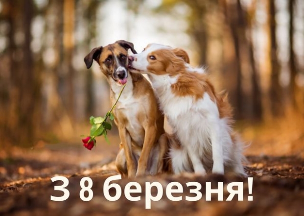 На фото дві собаки з квітами