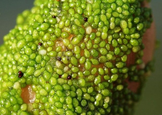 Какие цветы самые редкие в мире