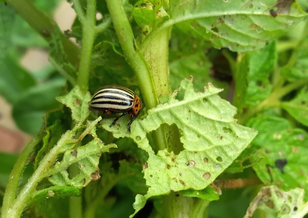 Посадіть це біля картоплі й забудетесь про колорадських жуків на весь сезон: найпростіший спосіб здихатися шкідника  - фото №2