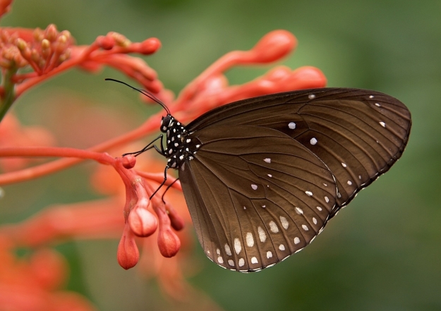 Самое красивое насекомое: фотографии вдохновляющих и заряжающих энергией бабочек (ФОТО) - фото №1