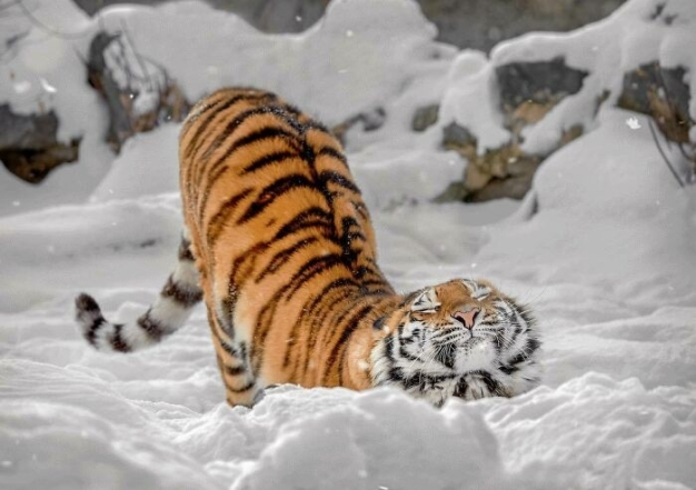 Тигр в снегу фото
