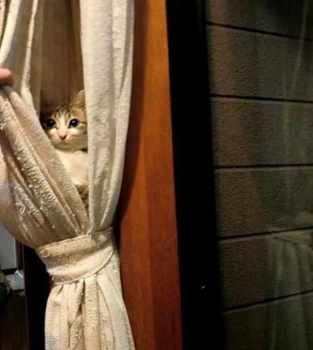 10 котів, які сховалися занадто добре! (ФОТО) - фото №2
