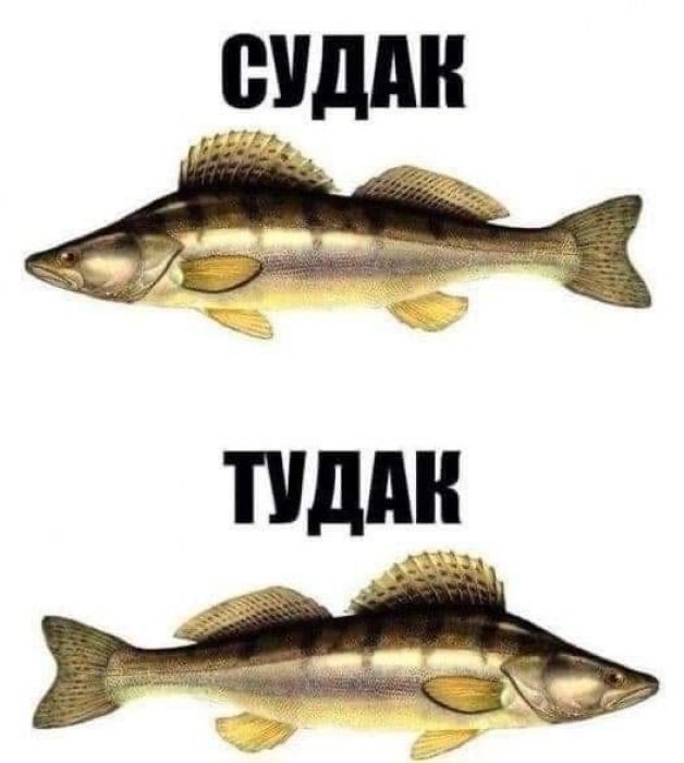 Порция юмора для бодрого дня