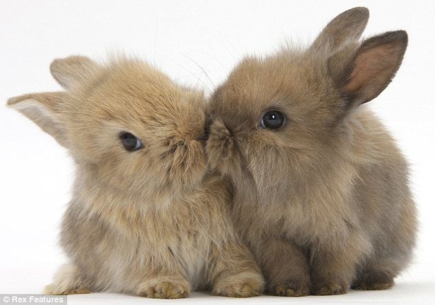 Международный день кролика 2023: история праздника и забавные фотографии - фото №15