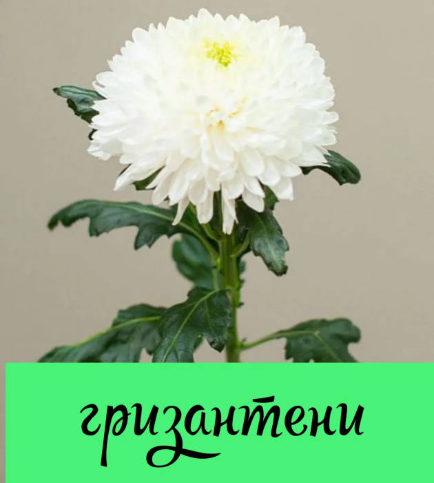 Самые популярные цветы и их "мужские" названия