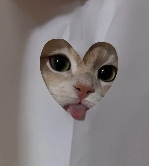 Когда твой кот – главный мем в доме