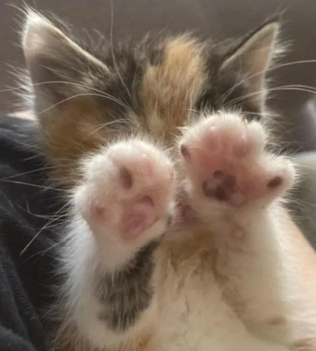 Милые и смешные котики — фото для хорошего настроения