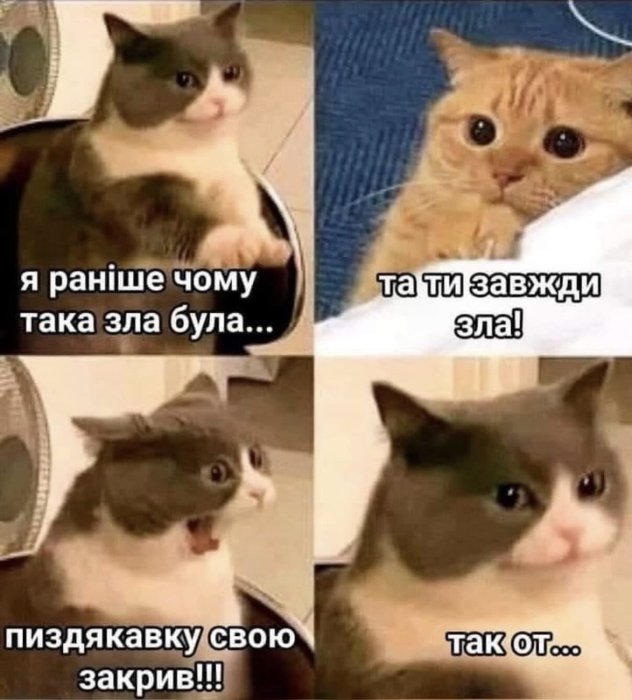 Когда твой кот – главный мем в доме