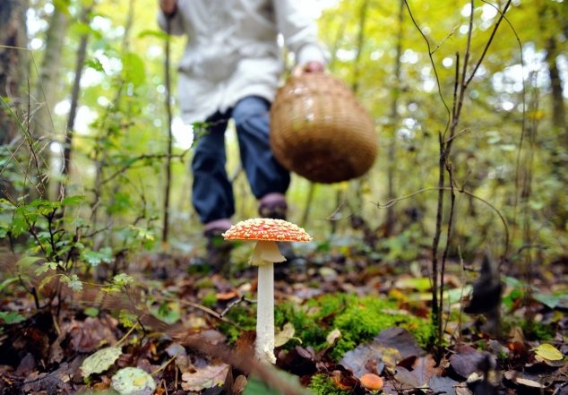 правила безопасности в лесу во время сбора грибов