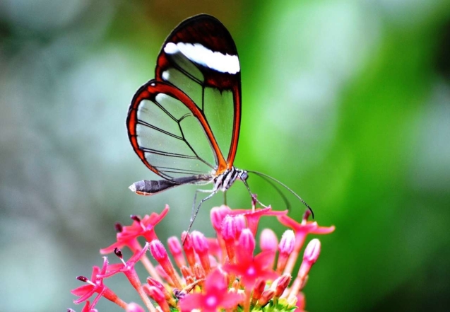 Едят слезы животных и различают цвета: интересные факты о бабочках - фото №1