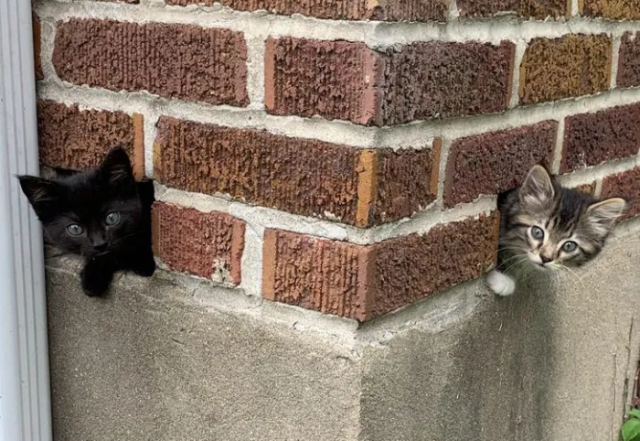 Милые и смешные котики — фото для хорошего настроения