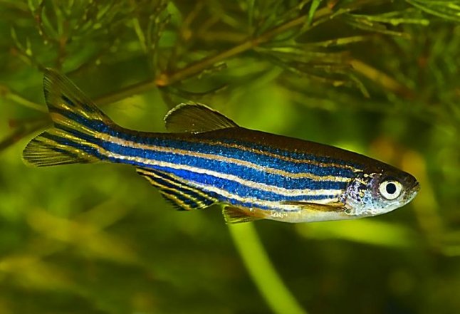 Яркие рыбки для аквариума