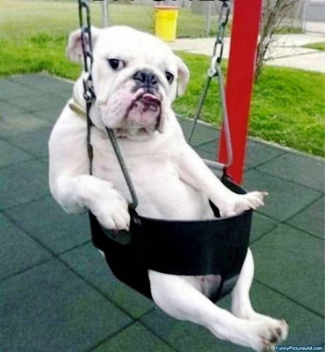 Як собаки проявляють свої емоції