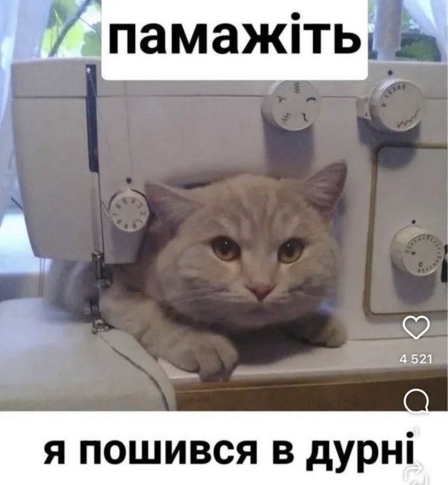 Когда твой кот – главный мем в доме