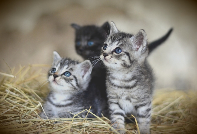 День кота в Европе: самые милые фотографии котиков-муркотиков (ФОТО) - фото №13
