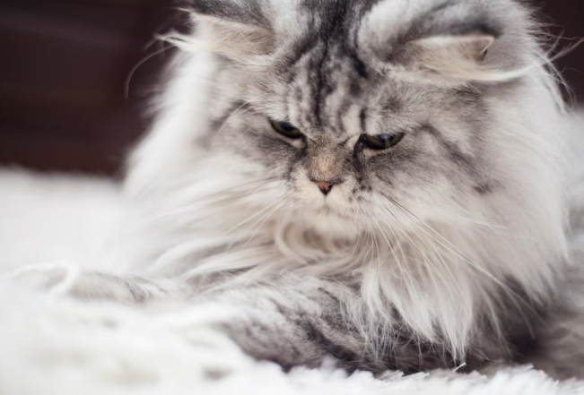 Плоская мордашка и магнетические глаза: персидские коты — любимцы королевских семей - фото №1