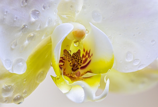 ТОП-5 самых красивых цветов в мире (ФОТО) - фото №7