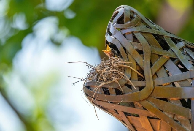 Гнезда птиц в неожиданных местах