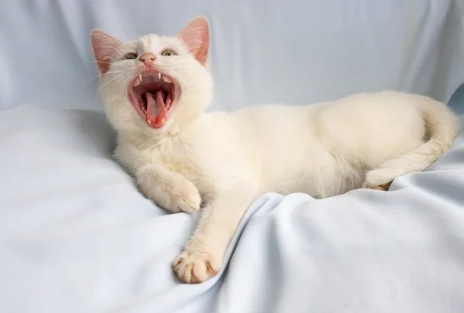 Заряд позитиву на весь день