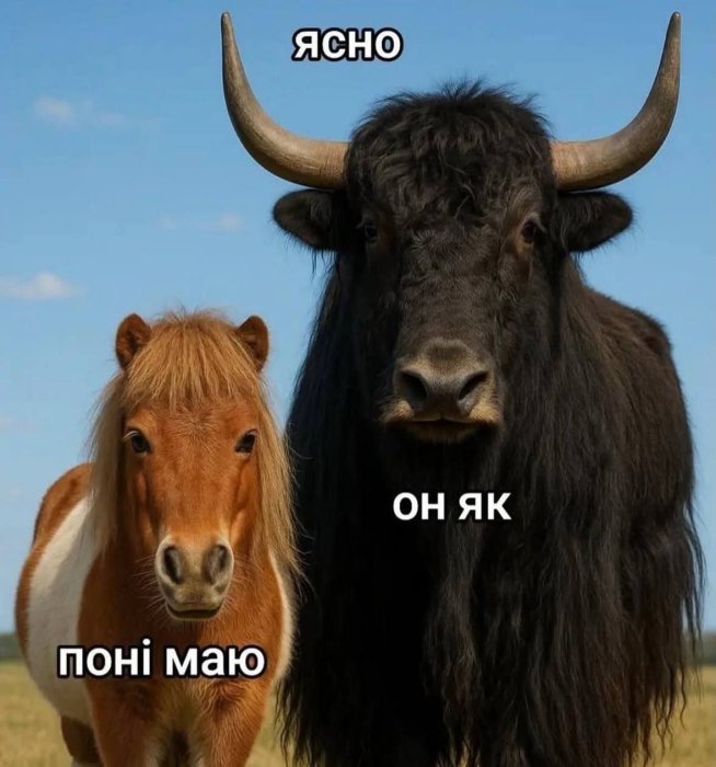 Смішні фрази та неправильно почуті слова