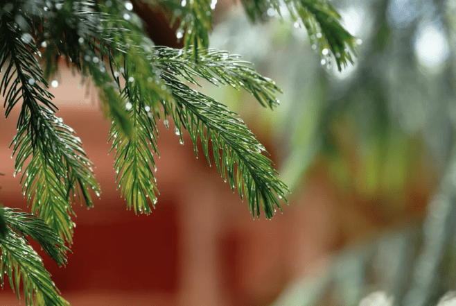 Народные приметы о елке — можно ли сажать ее возле дома, за и против