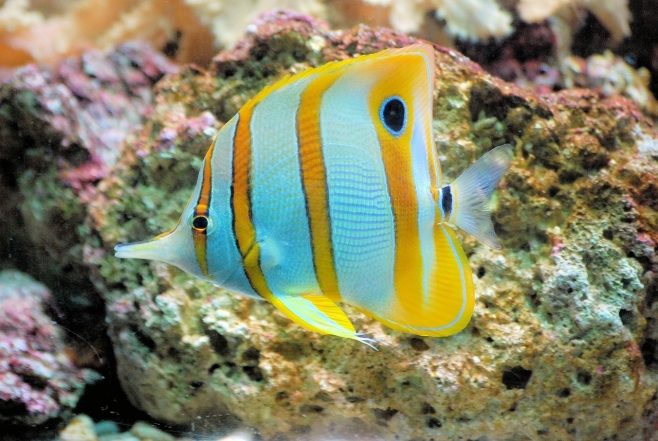 Релакс для глаз: экзотические рыбы глубин океана (ФОТО) - фото №2