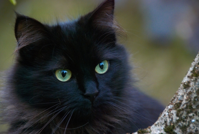 Международный день черного кота: фото самых красивых пушистиков такой масти - фото №12