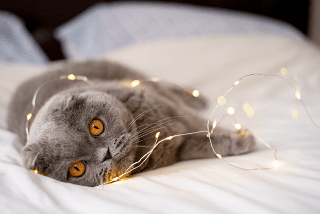 Милые и смешные фото кошек