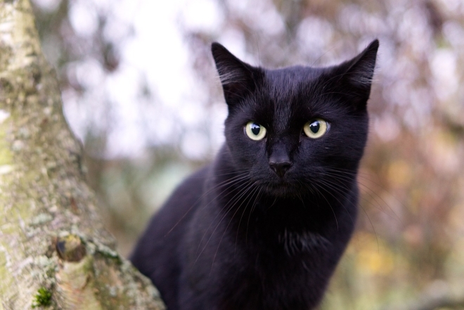 Международный день черного кота: фото самых красивых пушистиков такой масти - фото №15