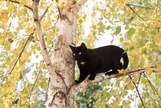 Міжнародний день чорного кота: фото найкрасивіших пухнастиків такої масті - фото №2