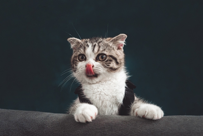 Международный день кошек: милые фотографии животных и интересные факты - фото №2