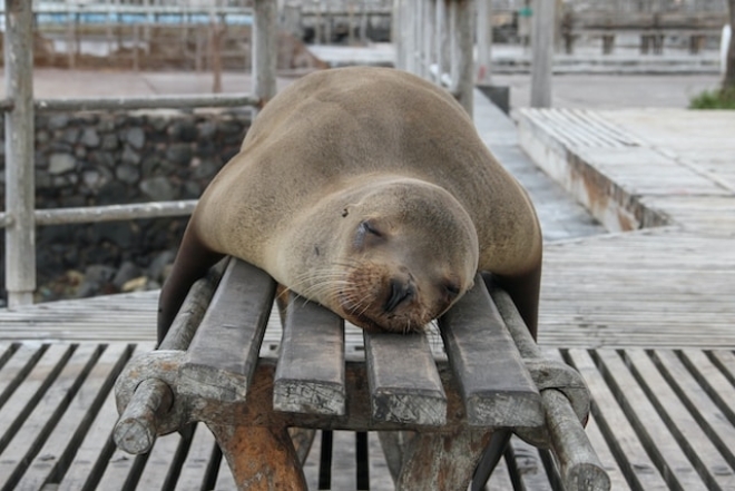 Тюлень спит на скамейке