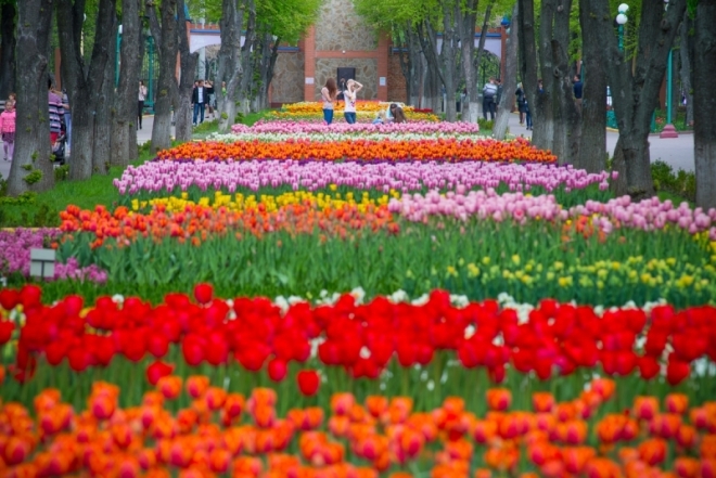 Цветение тюльпанов в Кировограде