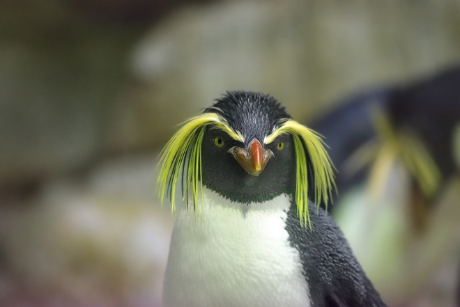 Королевский пингвин, фото